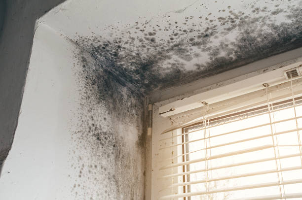 Affordable Mold Cleanup solutions in Woolford, MD